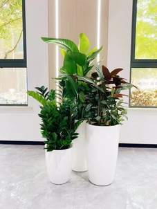 宁波北仑花卉租赁